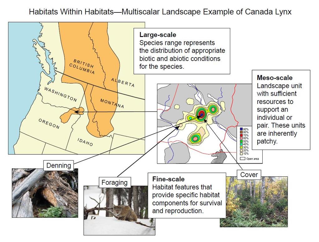 Habitats Within Habitat Multi-scale habitat Selection: Canada Lynx Example Based on: Johnson 1980.