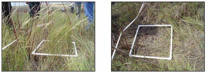 Figure 6 Documentation showing quadrat before clipping (left) and after clipping (right).