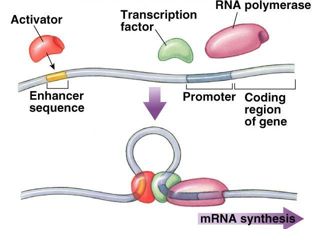 2. Transcription initiation Control regions on DNA promoter nearby control sequence on DNA binding of RNA polymerase & transcription factors