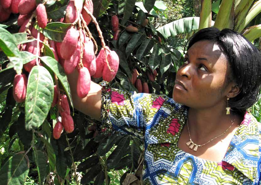 Many farmers have increased their incomes by growing superior varieties of indigenous fruit trees like the African plum. Photo by C.