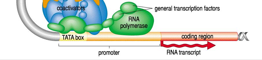 Control of Gene Expression: Promoters Every gene has a promoter, the DNA sequence immediately surrounding the