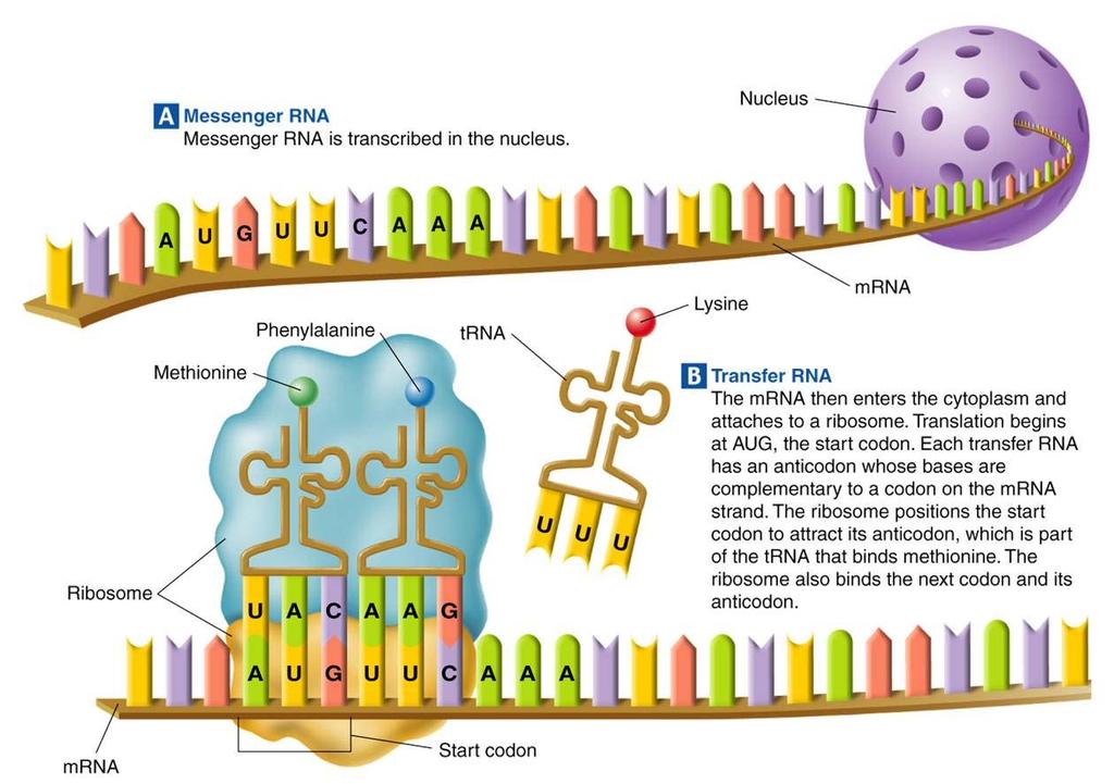 mrna carrying the DNA instructions and trna