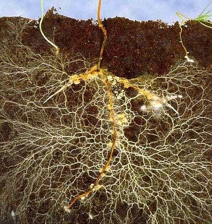 Mycorrhizae and P Availability Symbiotic relationship between fungi and plant roots Fungal hyphae extend root area Increase P uptake, increase tolerance to drought Facilitate transfer of N from