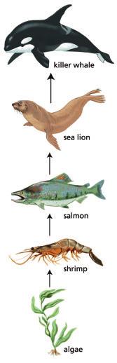Figure 3 This food chain shows one way that nutrients and energy might flow in an ecosystem found in the waters of the Pacific Ocean off the coast of B.C.