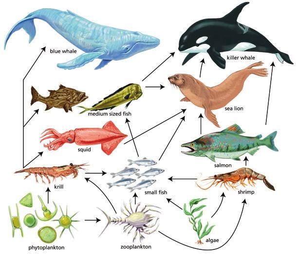LEARNING TIP Pause, think, and evaluate what you have learned. Ask yourself, What do I now know about a food chain and food web that I didn t know before?