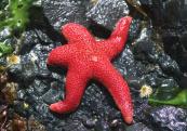 Figure 7 Not all predators are fast, with sharp claws and teeth. This sea star is a predator. 2B Investigation Predator Prey Simulation To perform this investigation, turn to page 44.