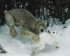 Predators Predation occurs when a consumer captures and eats another organism, such as when a predator like a mountain lion captures, kills, and eats a prey animal such as a deer.