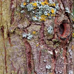 The bark is silvery grey-green until the age of about six years and then turns to reddish-brown.