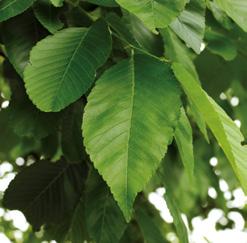 The trunk thickens fast; the dense growing, healthy leaves create a highly aesthetic appearance.