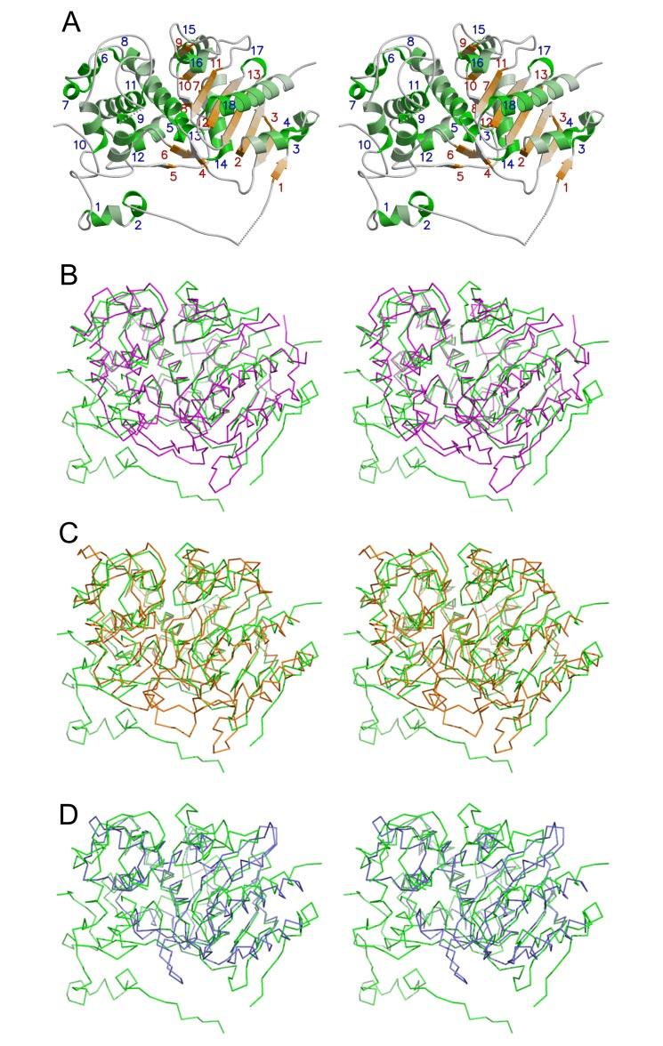 FIGURE 3. Stereoviews of the overall structures of Hyb-24. A, ribbon diagram of Hyb-24. -helices and -strands are colored in green and orange, respectively, with the number shown in Fig. 2.