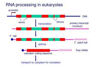 RNA processing The immediate product of transcription in the nucleus is called primary transcript or heterogeneous nuclear RNA (hnrna), which is larger than the mrna seen in the cytoplasm.