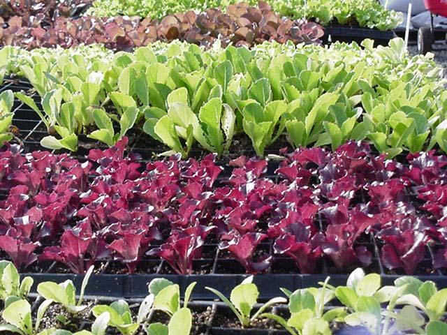 Basic Crop Requirements (continued) Must use organic seedlings for annual crops.