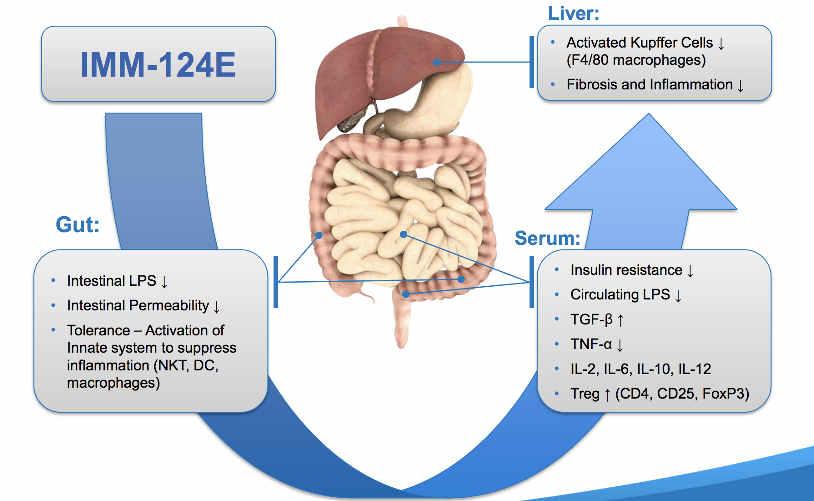 Source: There is strong support for the clinical benefit of IMM-124E in the treatment of fatty liver diseases.