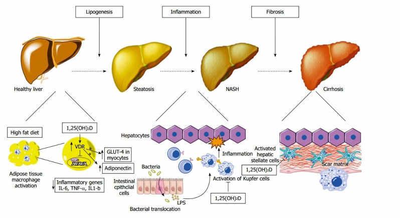 IMM#124 IMM#124 The immune and inflammatory response to liver cell damage is mediated through a well described signaling network of liver and immune cells.