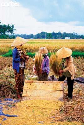and reducing post-harvest losses Quantitative and qualitative postharvest losses amount to 25% of the value of the total crop in SE Asia Poor quality milling technology accounts for most of the