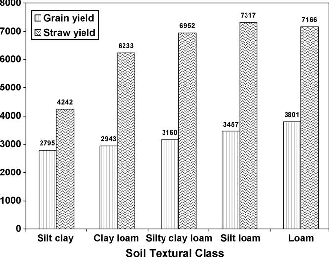dominant textural class, followed by silty clay and loams each with 21.4% of the samples. The effect of soils texture on wheat grain and straw yield is shown in Fig. 5.