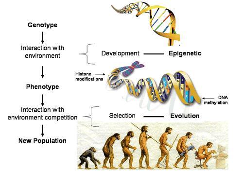 Epigenetic Modification of Gene Expression Two