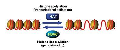 Histone Modification DNA Methylation on