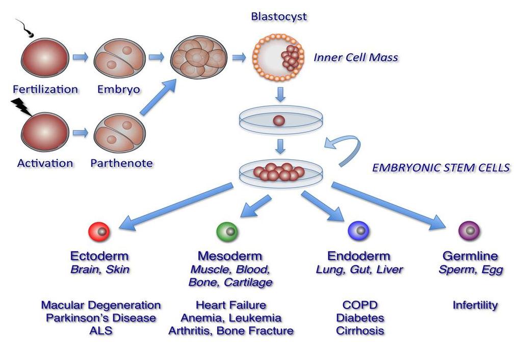 Relationship of Embryonic Stem Cells,