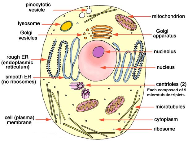 Components of a Mammalian Cell The Phenotypic Expression of a Cell s Gene Involves a Large Supporting Cast of Organelles Cell Membrane Nucleus (diploid