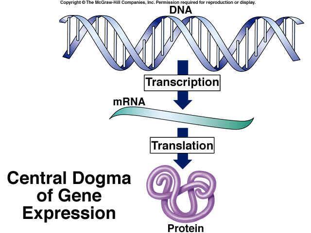 Gene Expression - The Conventional View A One-Way Street: DNA Protein