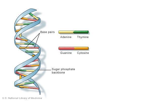 Genes are Composed of Strands of Double-Helical DNA molecule DNA consists of 4 Nucleotide Bases that are paired to each