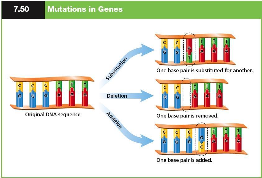 , A T C G) Point Mutations & Frame-Shift Mutations