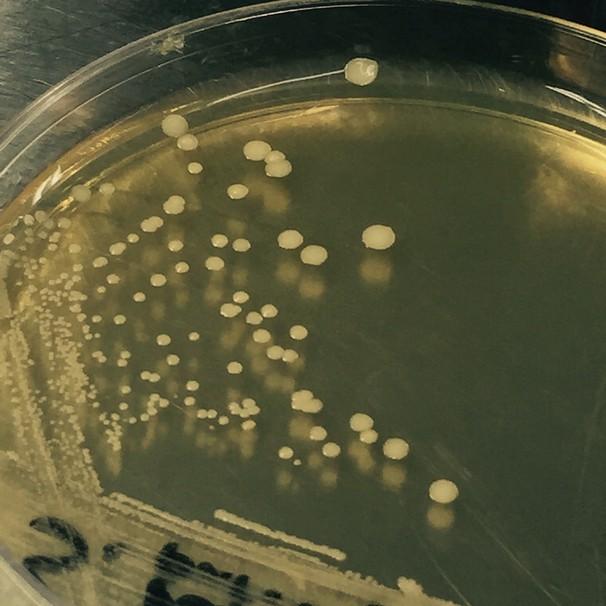 Typically not a public health pathogen, recent strains of this microorganism has demonstrated antibiotic resistance.