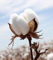 Now with more countries opening up for GM cultivation, there exists huge potential to export Cotton seeds from India.