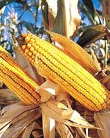 The growth in maize is attributed to its increased use as livestock feed and in ethanol production.