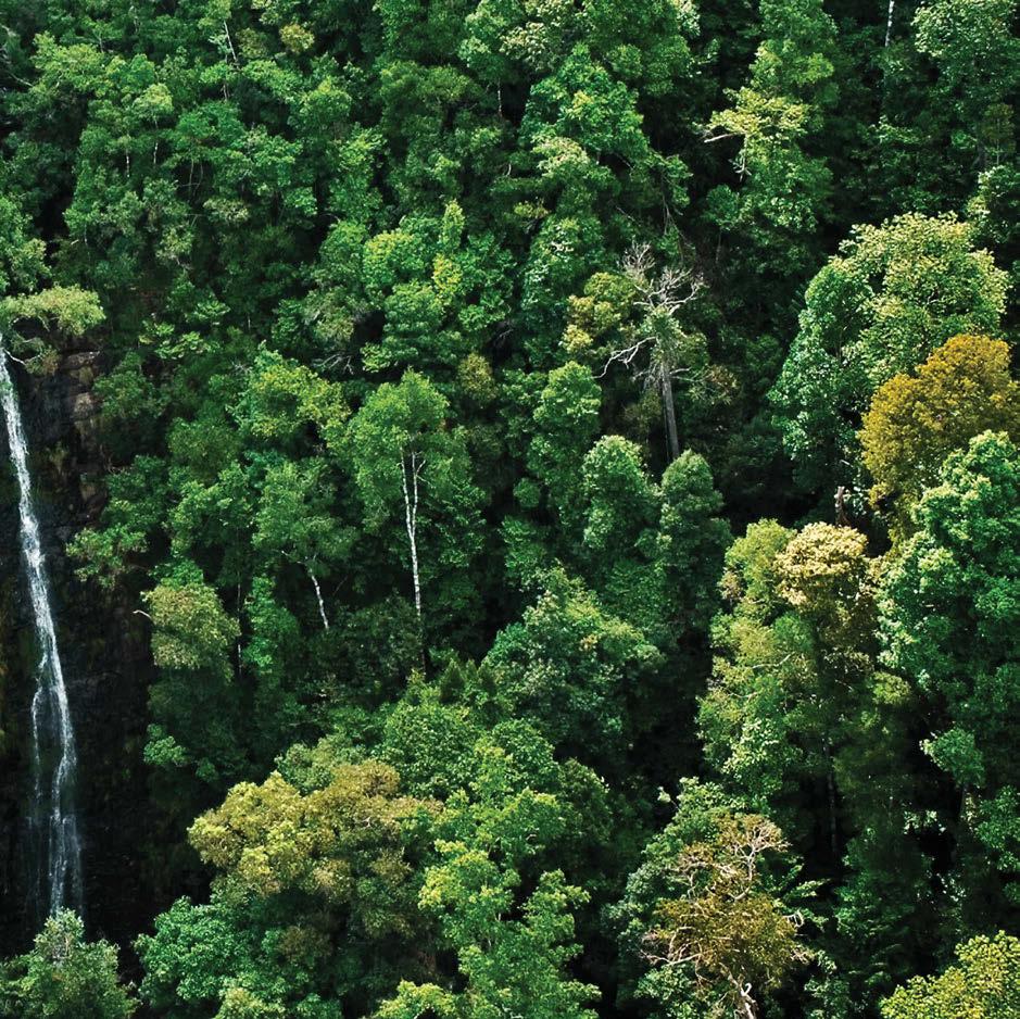 The Importance of Forests Governments face a range of economic, ecological, and political choices in achieving sustainable forest management (SFM).
