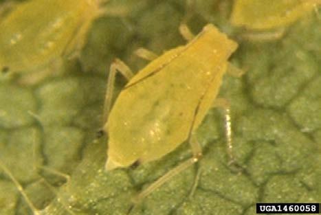 Soybean aphid A matter of when, not if, SBA will develop resistance Light resistance to