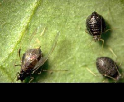 Biological control Aphelinus glycinis Attacks mainly soybean