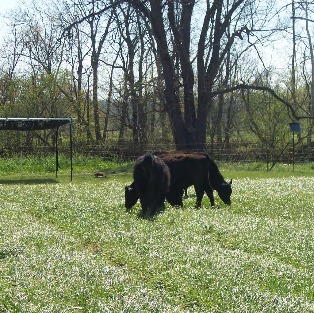 GRASSHANCER FORAGE PRODUCTION MANAGEMENT Grasshancing K-31 PASTURES Grasshancer 300FL and 300FLC are excellent tools to manage K-31 pastures and to mitigate the fescue toxicosis of the endophyte