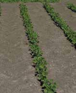 uptake and translocation profiles Dicamba offers some residual activity, which helps you start clean and maximize yield potential as part of a complete weed control program Dicamba has been shown to