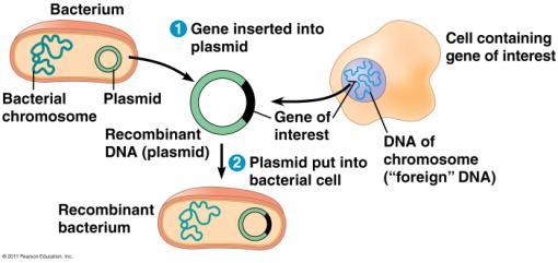 Biotechnology Used to insert new genes into bacteria Gene Cloning