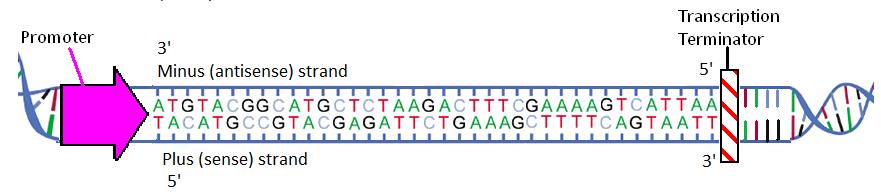 Transcription RNA polymerase recognizes and binds to the promoter.
