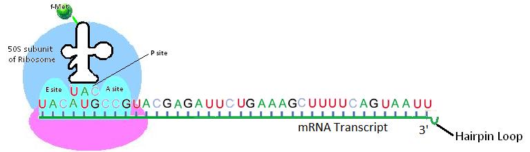 Translation Initiation 1. In prokaryotes, like bacteria, translation begins even as the mrna is still being synthesized.