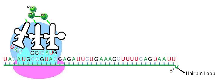 Translation - Elongation 1. A trna that recognizes the codon in the A-Site hydrogen bonds to it. a. This trna is carrying the amino acid (aa) Proline. 2.