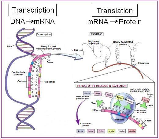 to form 1) Proteins may be structural and form membranes, etc. 2) Proteins may mediate cellular activities, e.g. Enzymes II. Characteristics of DNA & RNA A. Characteristics of DNA 1.
