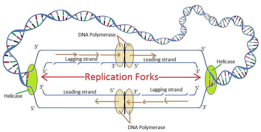 Replication Replication is a complex process in which the DNA of a chromosome is exactly copied prior to cell division.