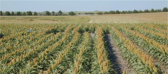 Conventional planting on the left, compared with plant1 skip1 on the right d) Triangular method of planting - It is
