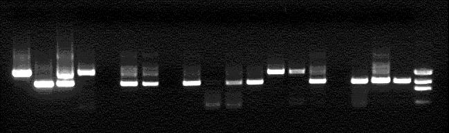 so there are two possible PCR products: No insertion: 641 bp Alu insertion: 941 bp 641 bp 941 bp 300 bp