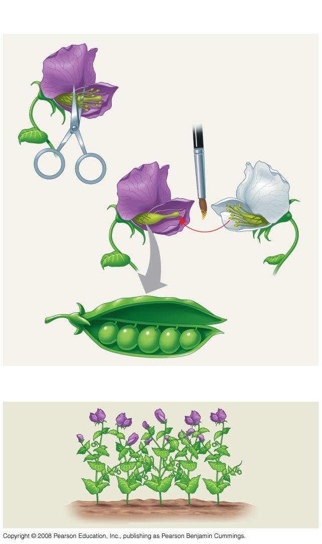 TECHNIQUE Parental generation (P) RESULTS First filial generation offspring (F ) 2 Stamens Carpel 3 4 5 There are many varieties with distinct heritable characters (such as flower color); character
