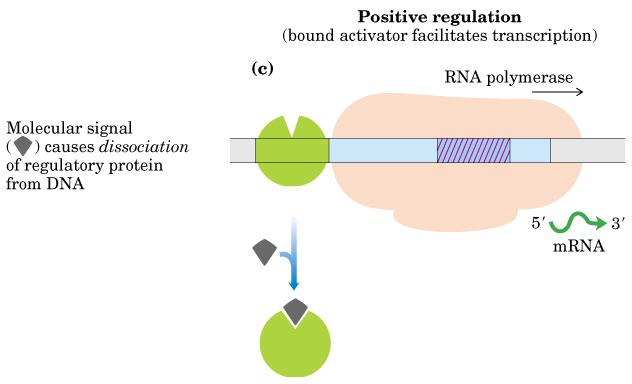 Positive regulation (1) Activator RNA