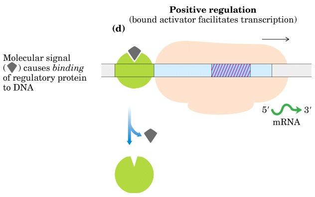 Positive regulation (2) Activator