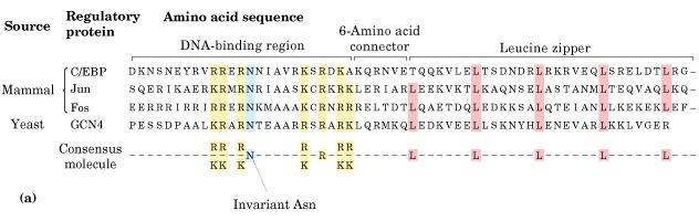 Basic domains Leucine zippers (bzip): Basic region of the protein binds to DNA Mainly act as dimers or other sometimes as other multimers Special alpha-helices