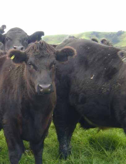 Pasture conditions Pasture grazing levels are mainly kept in the sweet zone. If feed is tight then other stock classes tend to suffer first before the bulls are compromised.