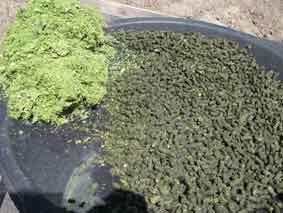 duckweed 38% CP, 20 25 ton ds per ha Very efficient nutrient uptake Part of manure