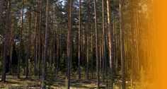 sustainability in Russian wood supply To